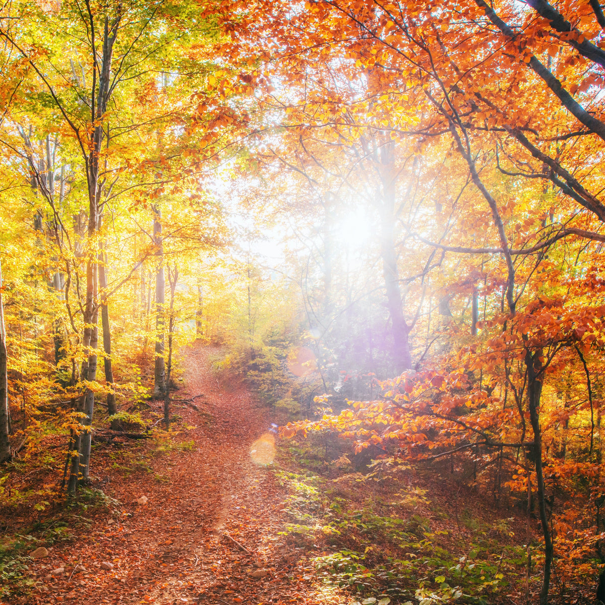 Forest Bathing